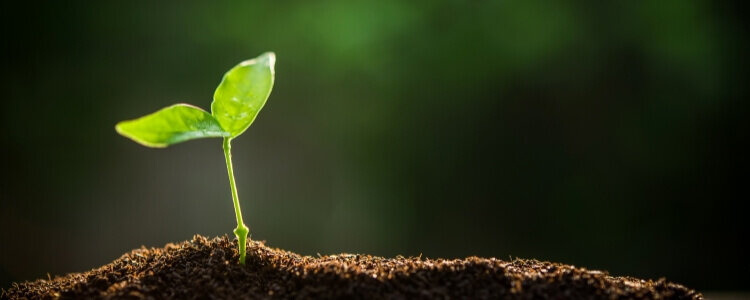 Sustainability