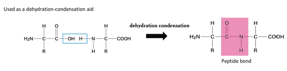 Used as a dehydration-condensation aid